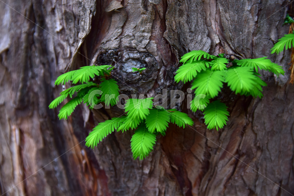 편백,편백나무,편백잎,나뭇잎,초록,나무,잎,자연,감성,색감,plant,nature,tree,wood,옹이,나무옹이,어린잎,새싹