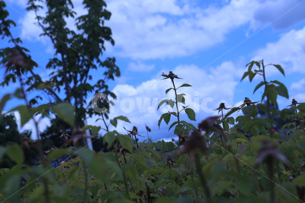 푸른,하늘,구름,풀,bluesky
