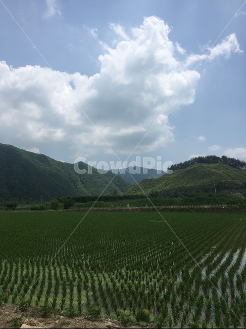 시골풍경,논,산,하늘,문경