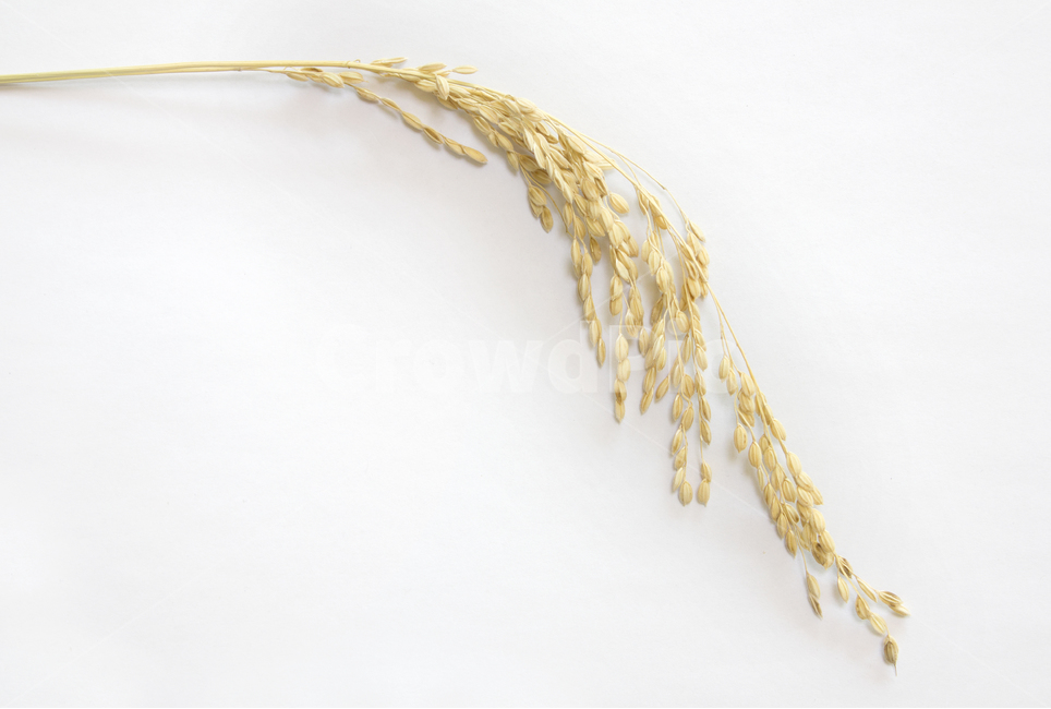 쌀,벼,곡식,곡물,음식,식재료,요리,곡류,rice,cereal,dry,ear,farming,food,gold,grain,harvest,isolated,korea,meal,nutrition,organic,plant,seed,yellow,cook,cook화이트,흰색,하얀색,흰배경,쌀알,알갱이,볍씨,씨,씨앗,열매,쌀알갱이,식물,자연,탑앵글,탑뷰,이삭