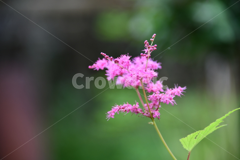 꽃,자연,식물,야생화,nature,flower,감성,feeling,배경,백그라운드