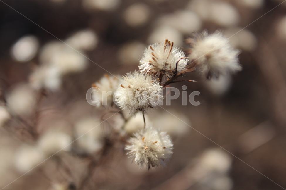 plant,식물,white,winter,fruit