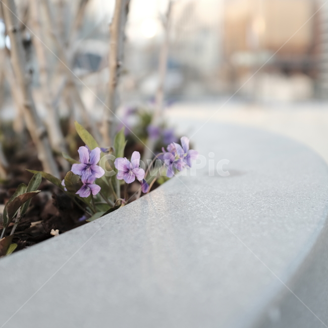 제비꽃,봄,꽃,보라색,화단,식물,자연,plants,nature,꽃,flower