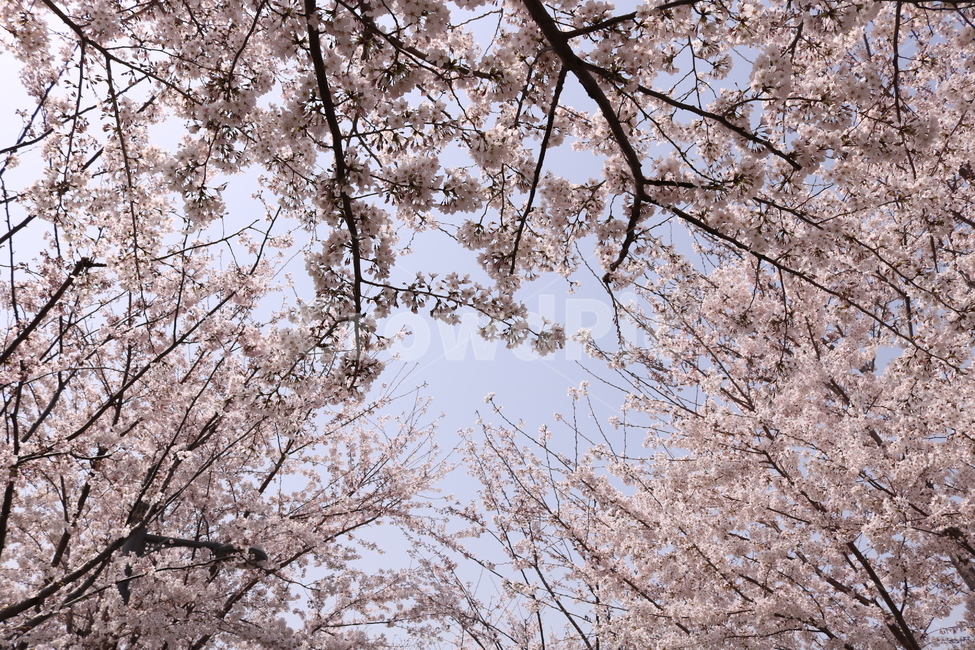 벚꽃,순결,봄,봄꽃,감성,식물,자연,plants,nature,꽃,flower