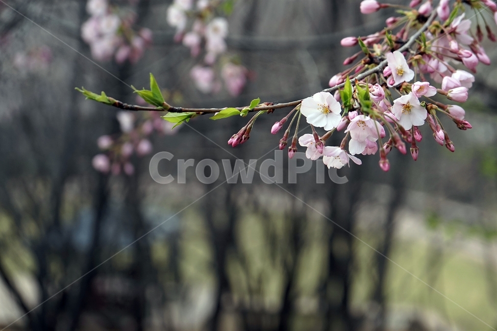 봄,가지,나무,벚나무,벚꽃,cherrytree,blossom,nature,spring,봄꽃,봄,계절,spring,season,식물,자연,plants,nature,꽃,flower,plant