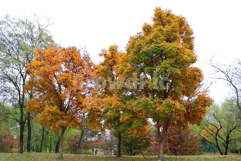 나무,복자기,복자기나무,식물,단풍,가을,자연,가을,계절,fall,autumn,season,식물,자연,plants,nature,나무,trees,wood,tree,plant,tree trunk,나무 줄기