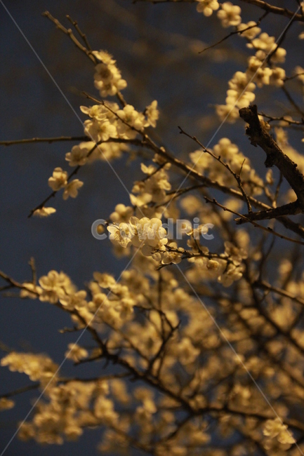 벚꽃,자연,식물,만개,밤,나무,tree,sakura