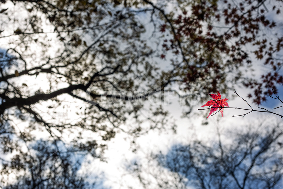 단풍잎,하늘,빨간단풍,애기단풍,빨간색,가을,계절,fall,autumn,season,식물,자연,plants,nature,leaf,잎,plant,tree,나무