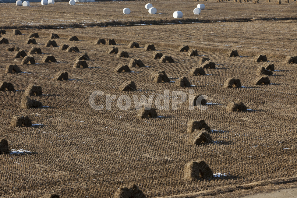 늦가을,들판,볏짚,추수,정렬,산업,industry,industrial,농업,농사,agriculture,farming,farming industry