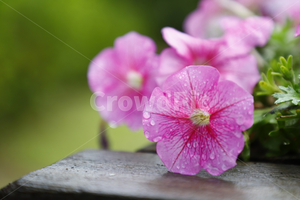 식물,flower,꽃,나팔꽃,분홍색,식물,자연,plants,nature,꽃,flower