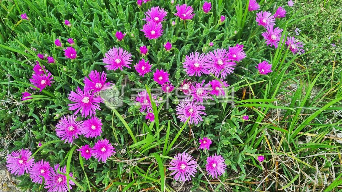 stonework,Pine needle pickle flower,Songyeopguk,purple flower,Seasonal pickled pine flowers,negligence,landscaping flowers,sloth,summer flowers