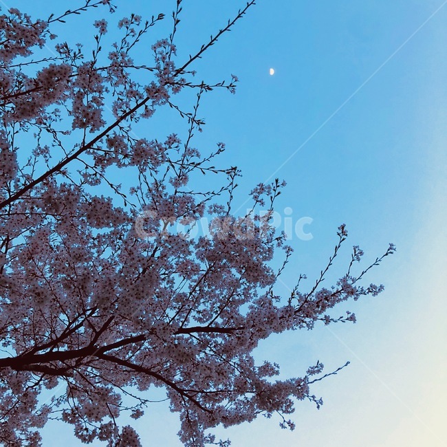 벚꽃,봄,감성사진,저녁꽃,밤벚꽃