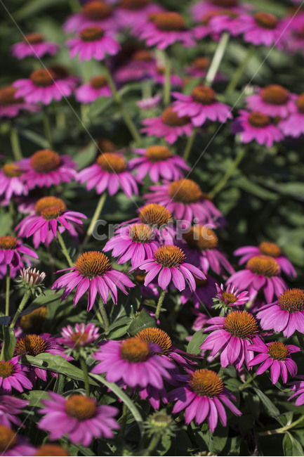 천인국,에키네시아,배경,백그라운드,여름,자연,꽃,식물,자연,plants,nature,꽃,flower