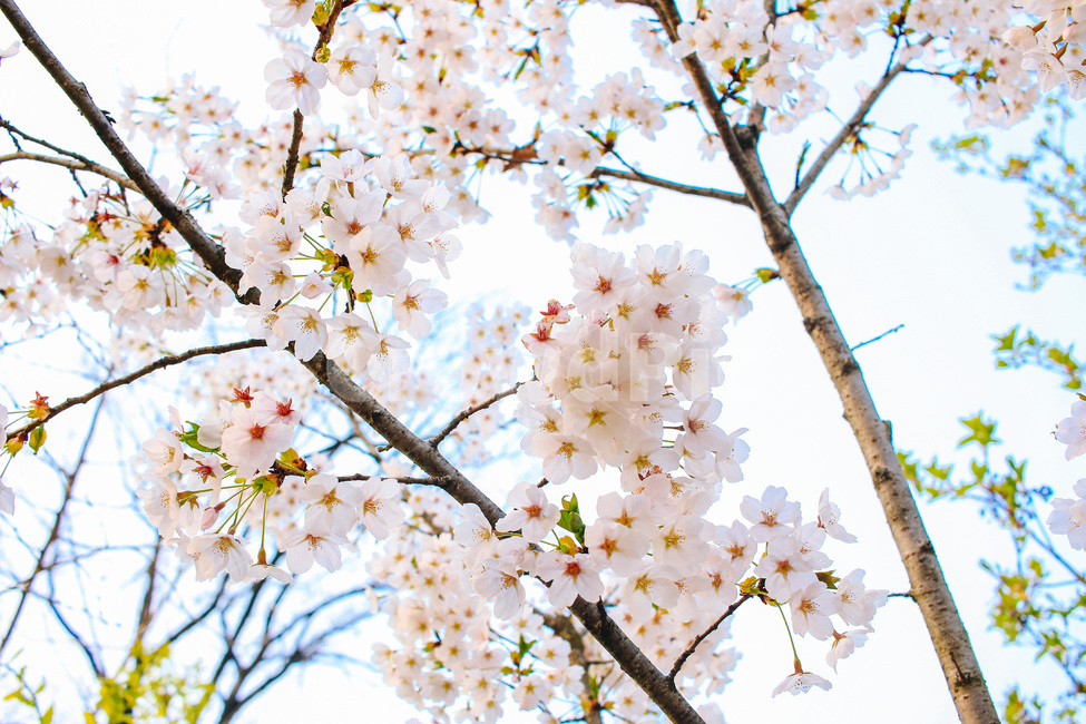 봄,벚꽃,꽃,계절,자연,나무,봄,계절,spring,season,식물,자연,plants,nature,꽃,flower,감성,sensible,feeling,plant,blossom