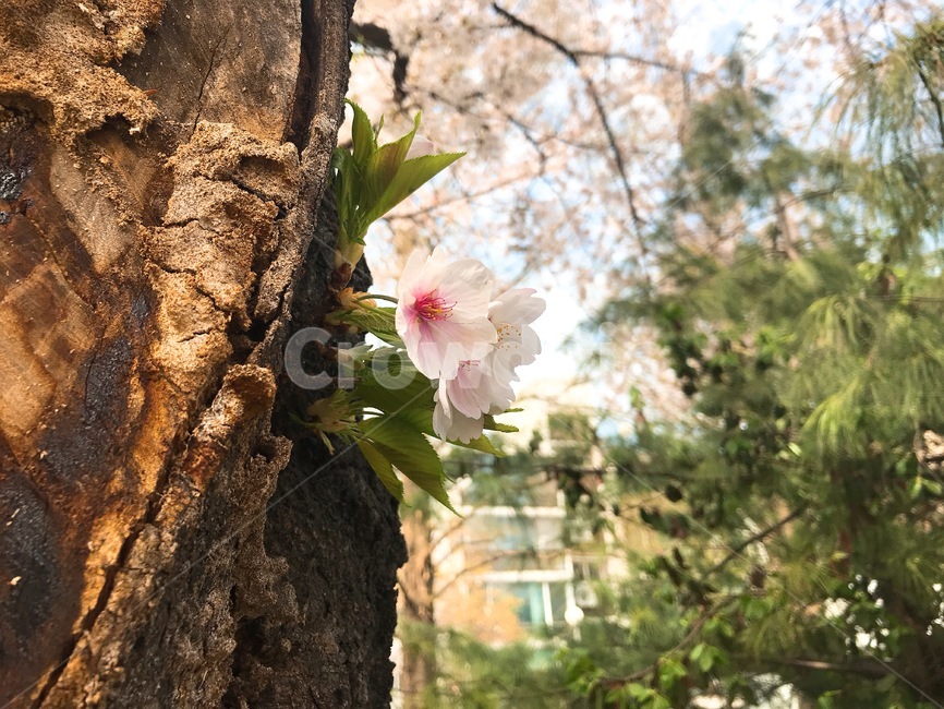 배경,풍경,봄,꽃,벚꽃,흩날리는,spring,flower,식물,자연,plants,nature,꽃,flower