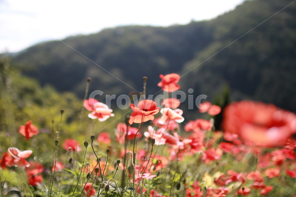 양귀비,햇볕,붉은색,여름,열정적,식물,꽃,식물,자연,plants,nature,꽃,flower