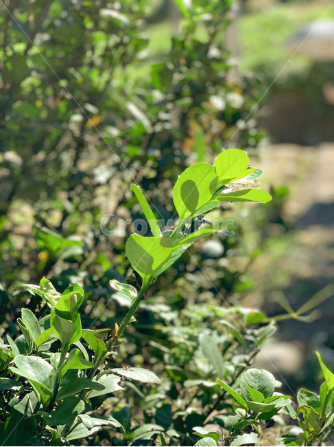 grass,잔디,초목,청량함,따뜻함,시골,산,분위기,leaf,잎,식물,plant,풀잎,풀,나뭇잎,봄,봄분위기,상쾌함,상쾌,식물,자연,plants,nature