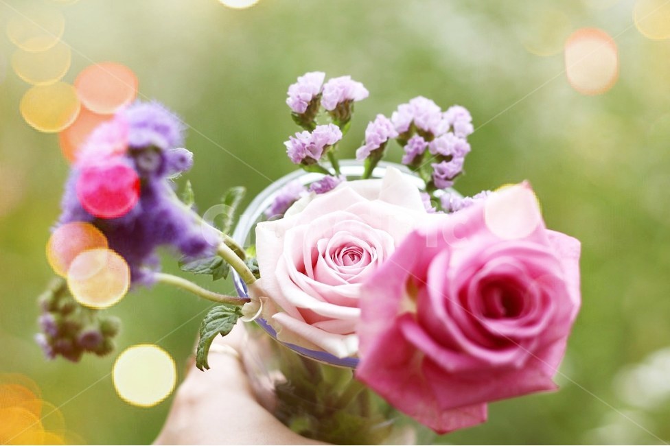 꽃,꽃사진,장미,장미꽃,핑크색꽃,식물,자연,plants,nature,꽃,flower