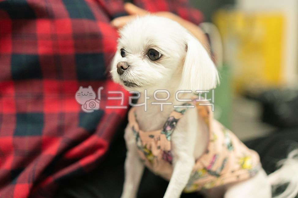 lovely,maltese,pupil,bright eyes,Pets,puppy,animal,pet dog,mammalia,dog,pet