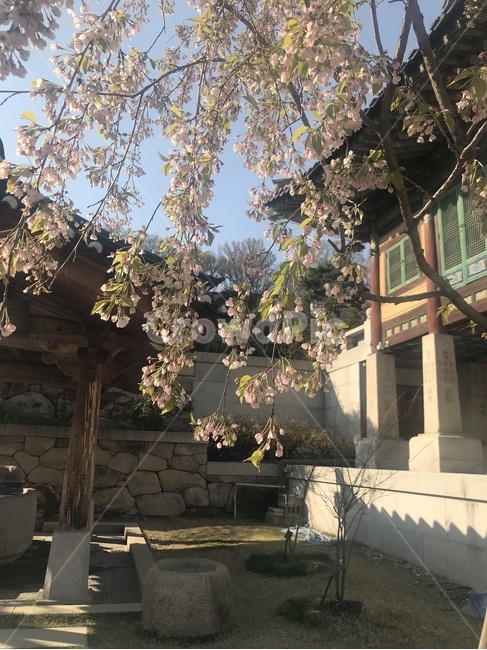봉은사,봄,절,풍경,나무
