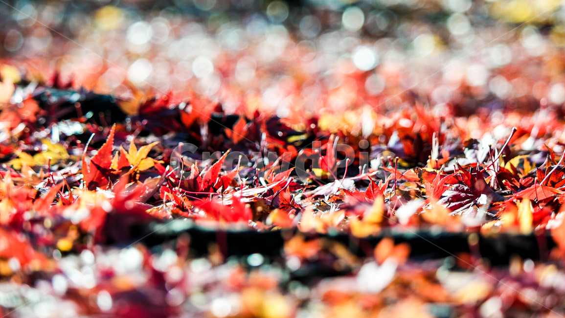 가을,단풍,낙엽,한강,뚝섬유원지,이슬,plant,식물,tree,나무,treetrunk,나무줄기,가을,계절,fall,autumn,season,leaf,잎