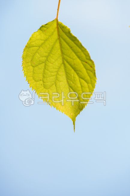 Leaf,green leaf,sky background,leaf veins,serrated edges,tree branches,blue background,light transmission,vertical composition,natural light,summer,bright sky,green leaf,elongated leaf,clear background,single leaf