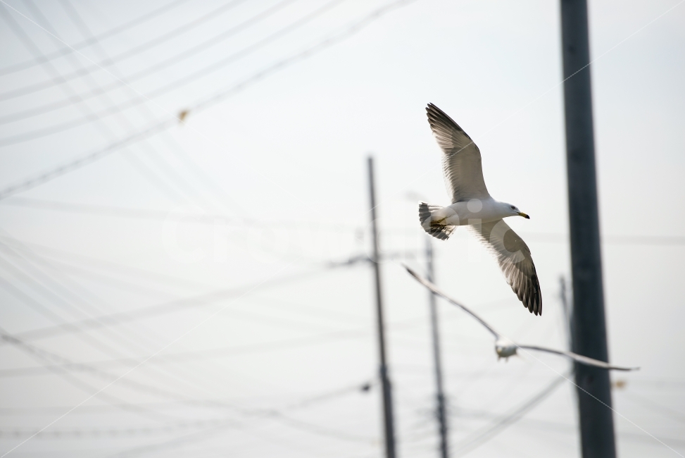갈매기,감성사진,감성,갈매기사진,새,동물,animal,조류,새,birds