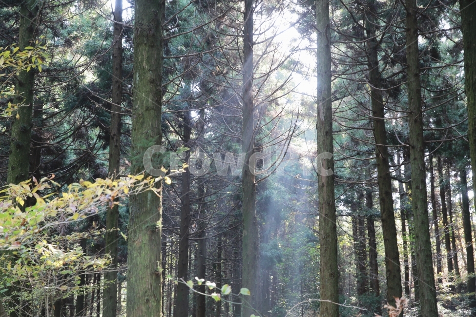 빛내림,제주도,사려니숲길,나무,풍경,빛,자연,풍경,nature,landscape,식물,plants,나무,trees,wood,휴식,힐링,rest,relaxation,healing,tree,plant