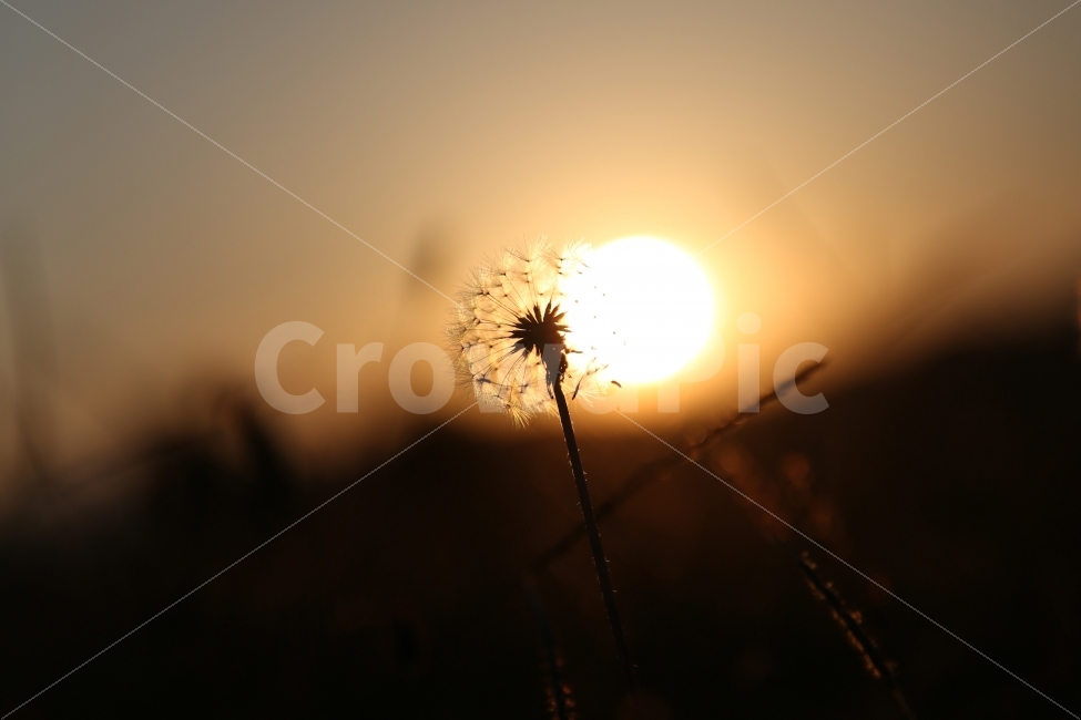 가을,감성,색감,풍경,자연,식물,민들레,autumn,emotion,color,nature,plant,dandelion,feeling,역광,해질녘,식물,자연,plants,nature,꽃,flower,감성,sensible,feeling