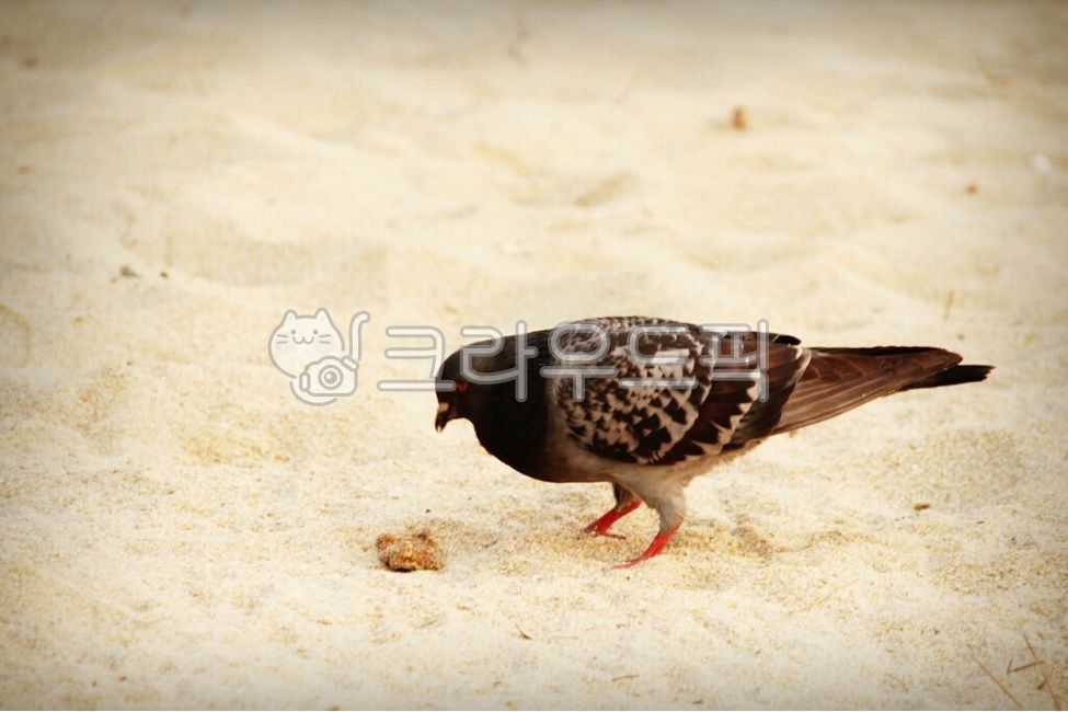 새,동물,animal,해변가,비둘기