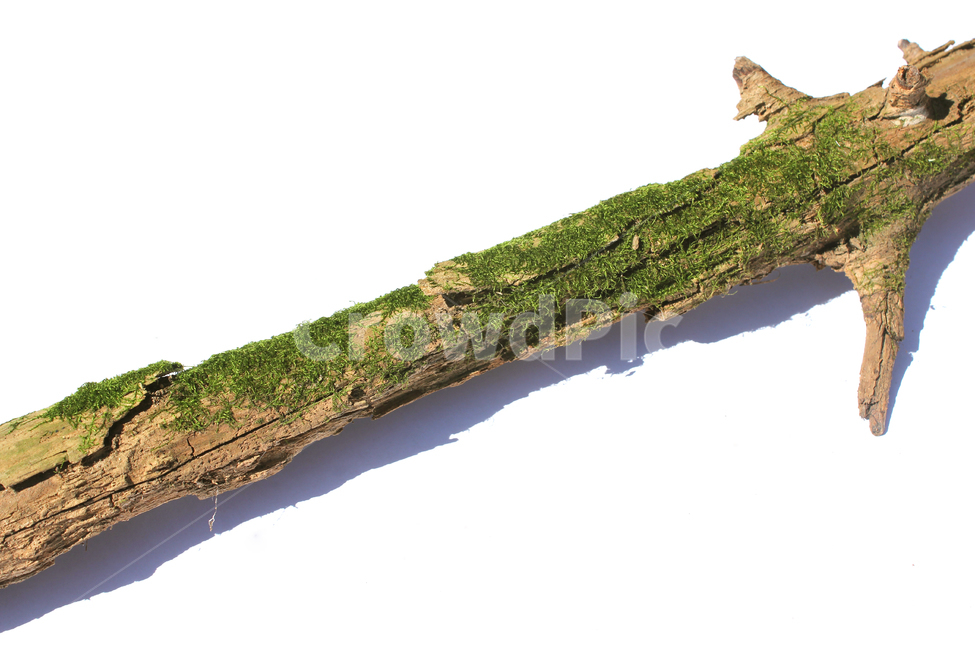 bark,branch,branchesmoss,brown,closeup,detail,dry,green,moss,natural,nature,piece,plant,tree,wood,wooden,이끼,그린,녹색,나뭇가지,오래된,자연,식물,나무,우드,건조한,마른,가지,풀,이끼풀,흰배경,클로즈업,갈색,브라운,누끼,remove background