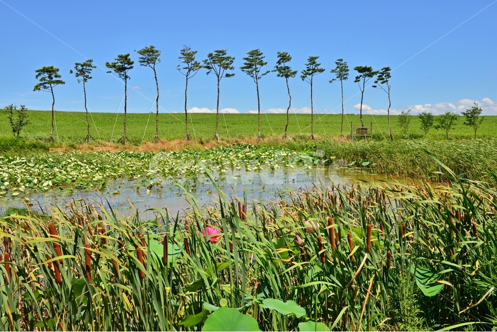 nature,자연,outdoors,옥외,허눌,구름,파란하늘,plant,식물,leaf,잎,grassland,목초지,field,들,고창,학원농장,소나무,원추리꽃,여름,계절,summer,season