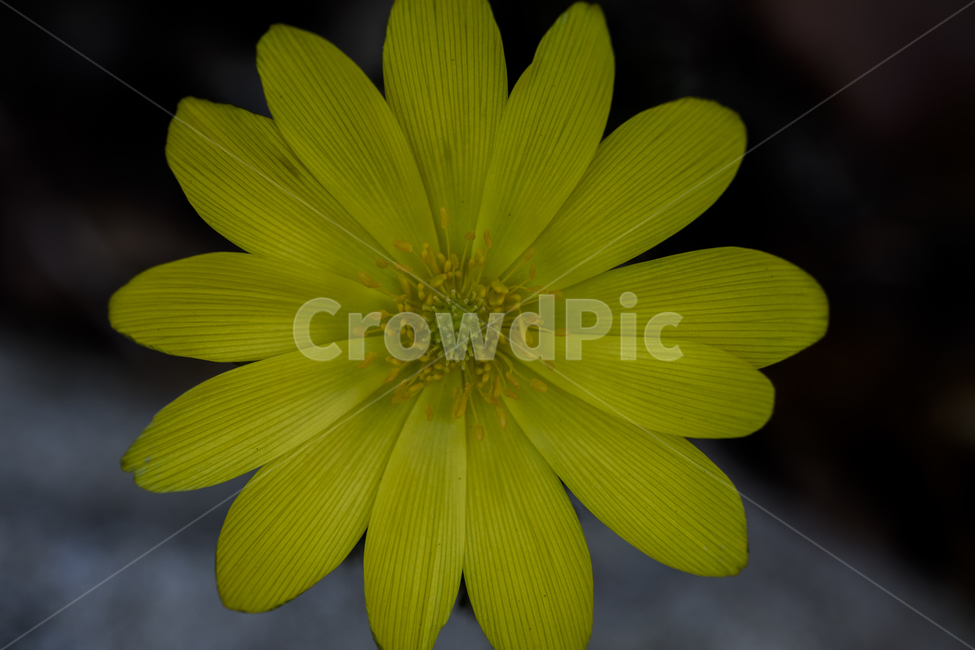 복수초,봄꽃,설련,장춘화,미나리아재비과,식물,자연,plants,nature,꽃,flower