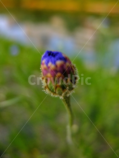 꽃,들꽃,개화,꽃봉우리,야생화,탄생,강변,자연,식물,자연,plants,nature,꽃,flower