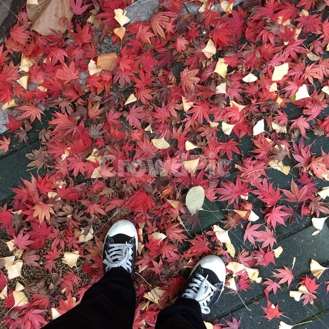 단풍,가을,가을단풍,단풍잎,검은색신발,가을,계절,fall,autumn,season,leaf,잎,plant,식물