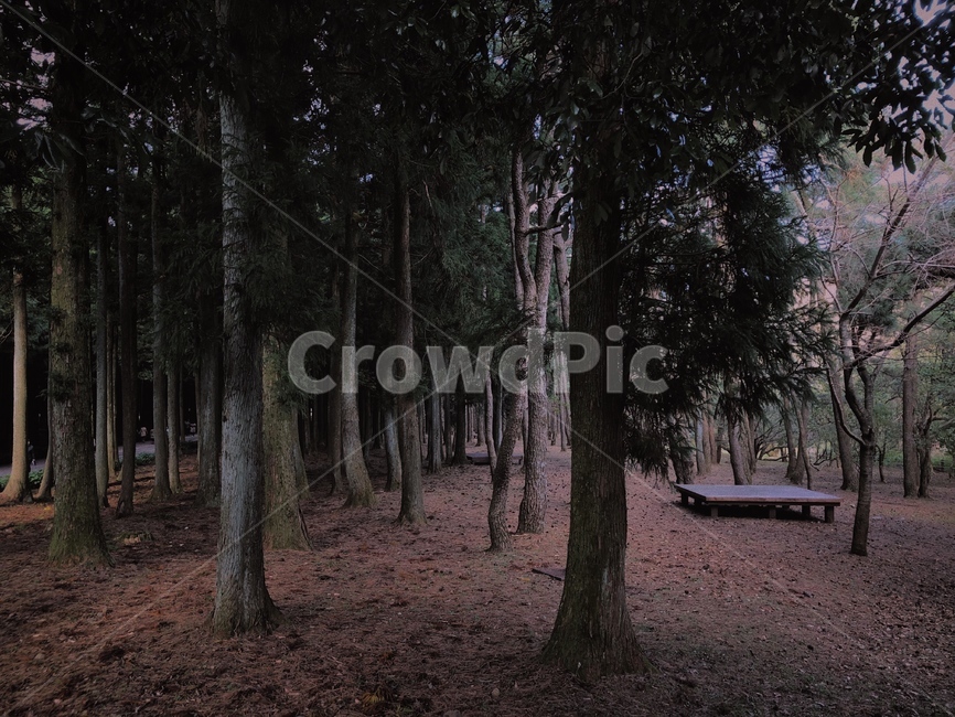 고요,자연,힐링,평화,숲,휴양림,휴식,tree,나무,plant,식물,tree trunk,나무 줄기,ground,바닥