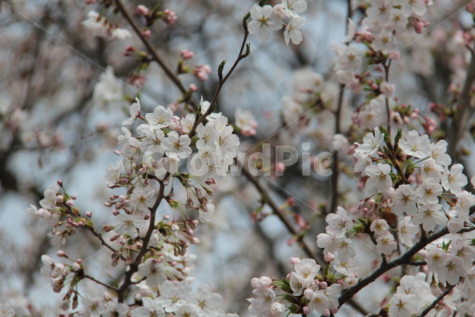 꽃,벚꽃,봄,spring,cherryblossom,flower,식물,plant,봄,계절,spring,season,식물,자연,plants,nature,꽃,flower