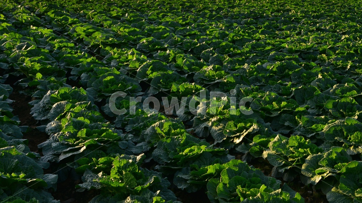 plant,식물,leaf,잎,배추,배추밭,김장김치,고랭지배추밭,농업,농사,경작,영농,고랭지배추,농업,농사,agriculture,farming,farming industry