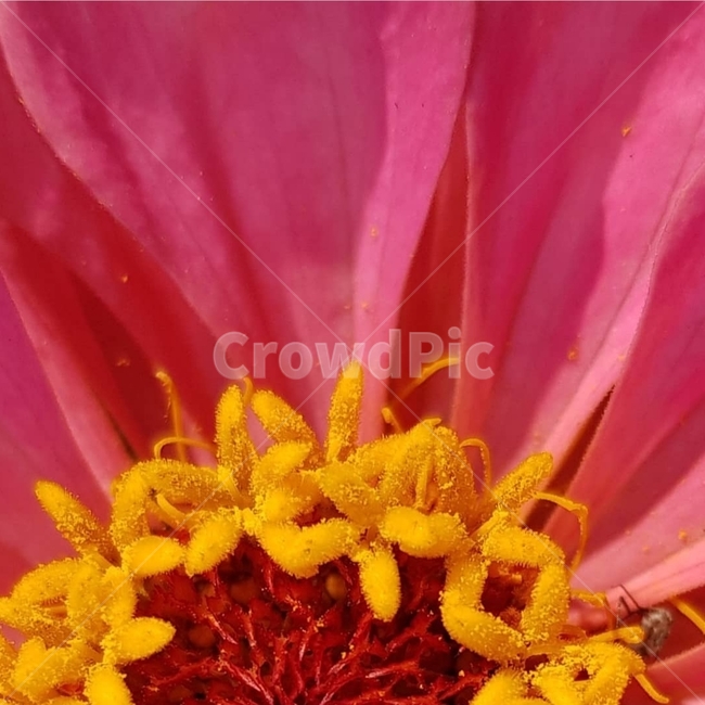 백일홍,초롱꽃목,국화과,한해살이풀,꽃,flower,식물도감,beautiful,zinniaelegans,개량,식물,순수,pure,감성,꽃줄기,총포조각,7월,순결,핑크,퍼플,속씨식물,쌍떡잎,들꽃,illustrated plant book,꽃잎,내화피,암술,꽃밥,화관,갈래꽃,통꽃,수분,花冠,petal,內花被,외화피,꽃가루,충매화,돌려나기,방사대칭,양성화,화엽,꽃대,노란꽃,노란색,pink,plant,식물,자연,plants,nature,꽃,flower