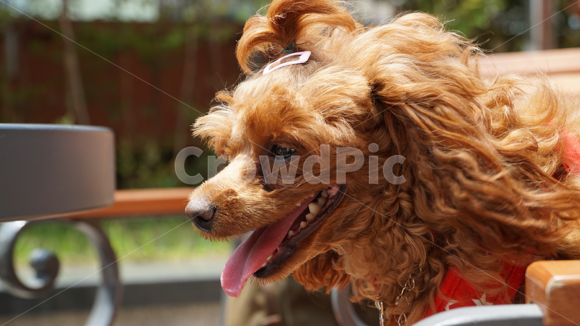 pet,dog,개,animal,동물,강아지,푸들,반려견,반려,애완,댕댕이,꼬물이,동물,animal,포유류,mammal,개,강아지,dog,doggy
