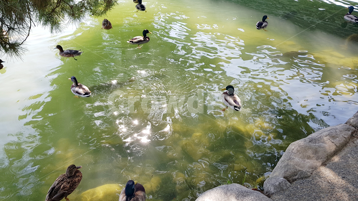 오리떼,물속풍경,오리,청둥오리,호수
