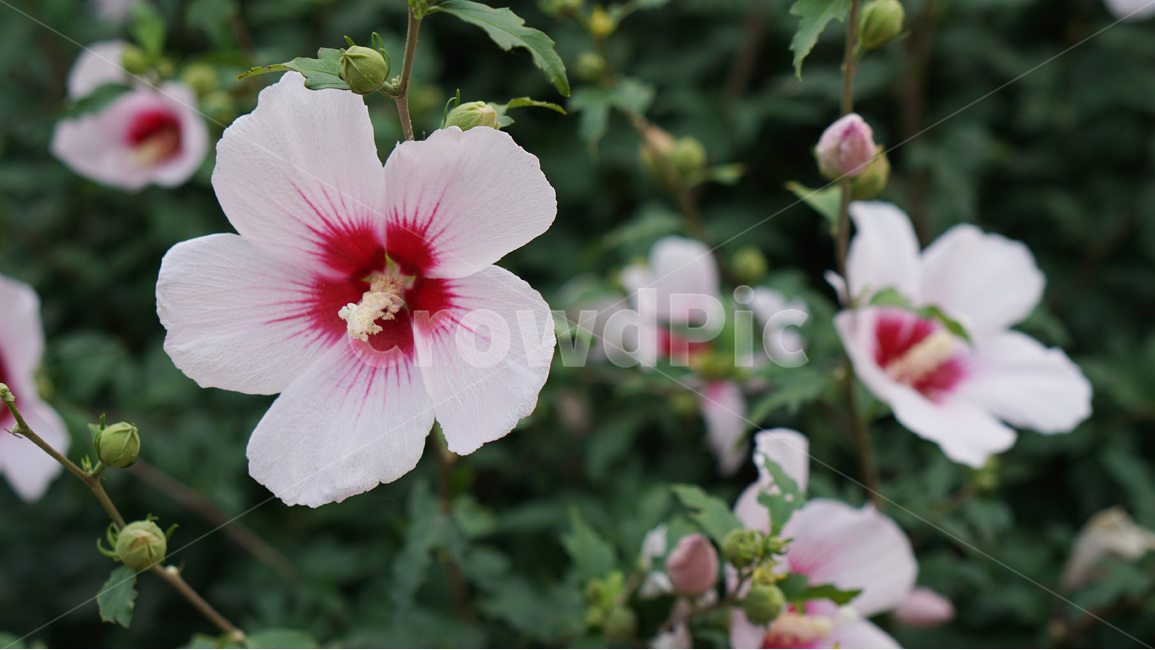 꽃,무궁화,대한민국,식물,자연,식물,자연,plants,nature,꽃,flower