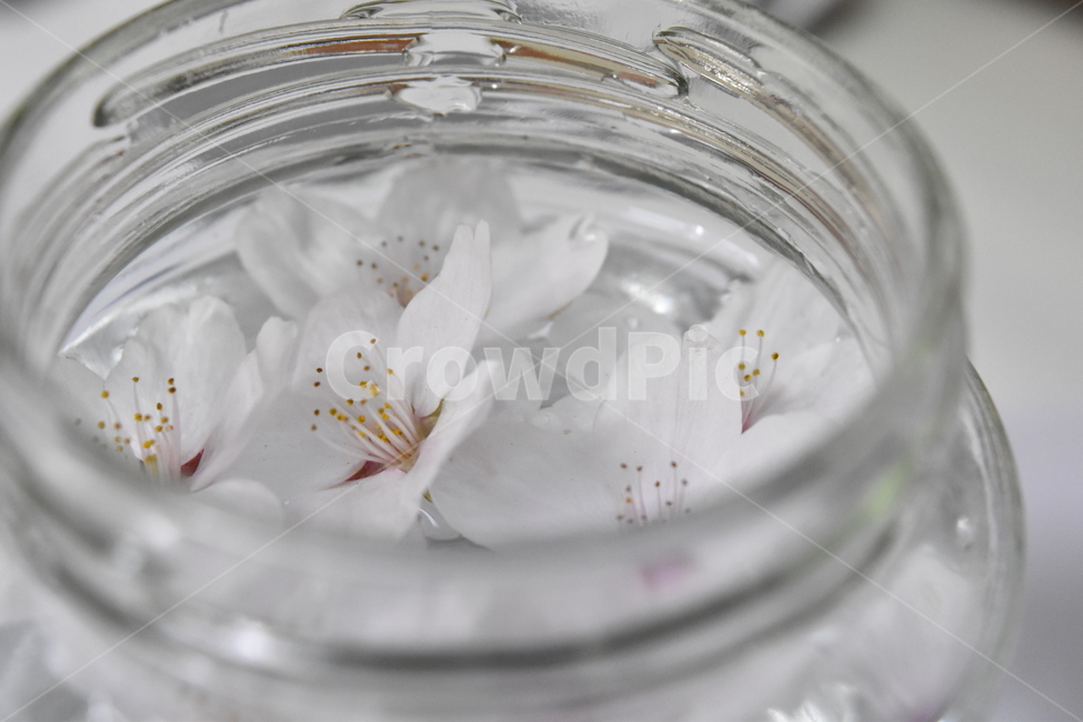 벚꽃,cherryblossoms,유리병,꽃잎,glassjar,꽃,물,jar,glass,flower,petal,petals,petalsonthewater,flowersonthewater,water,flowers,flowersinaglassjar,물위의꽃,물위의꽃잎,유리병안의꽃,꽃,flower