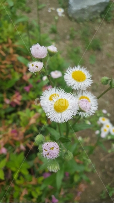 egg flower,nature,That flower,peaks,flower