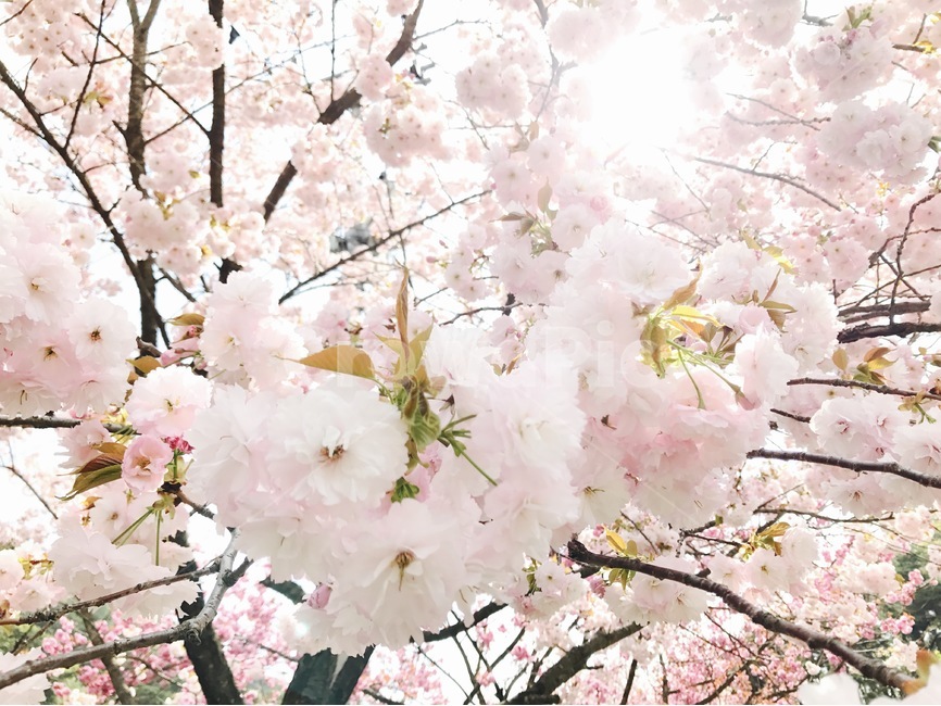 봄,꽃,벚꽃,겹벚꽃,꽃사진,봄,계절,spring,season,식물,자연,plants,nature,꽃,flower,휴식,힐링,rest,relaxation,healing,plant,blossom