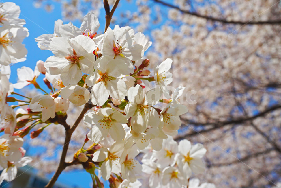 벚꽃,꽃,꽃나무,체리블라썸,봄,봄나무,나무,식물,봄느낌,꽃잎,flowers,flower,cherryblossoms,plant,tree,spring,분홍,분홍색,하양,흰색,pink,white,floral,꽃느낌,자연,nature,blossom