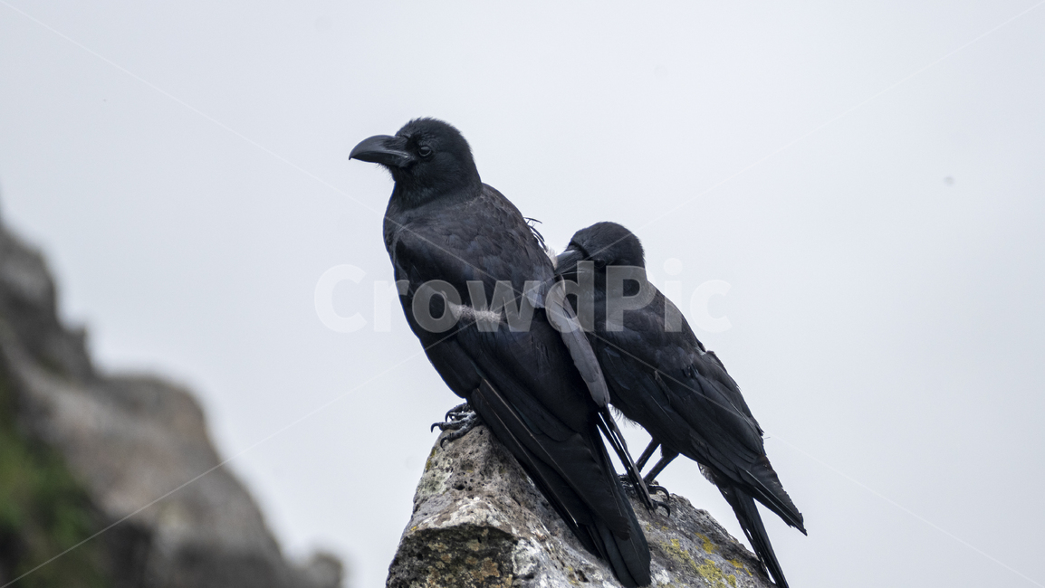 까마귀,까마귀들,야생동물,새,crow,산속,숲속,날짐승