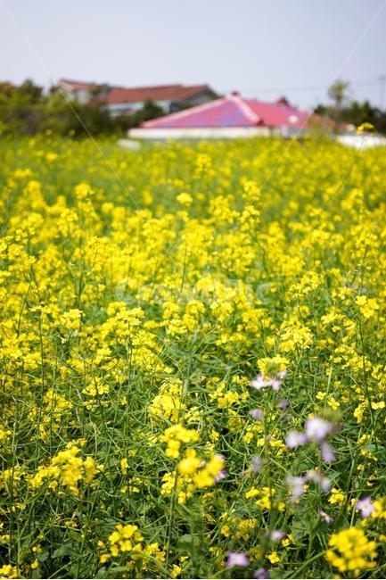 꽃,예쁜꽃,유채꽃,제주도,노랑꽃,노랑색꽃,봄,계절,spring,season,field,들,outdoors,옥외,grassland,목초지,nature,자연