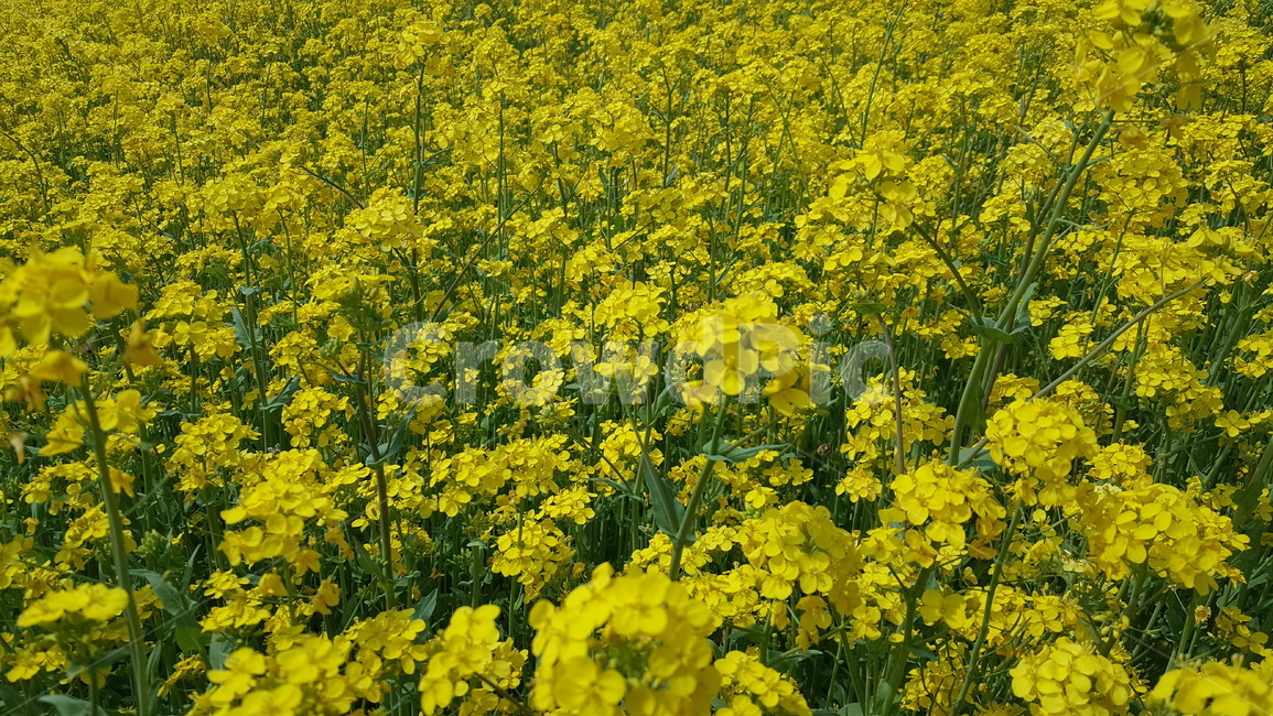 꽃,봄,유채꽂,색깔,노랑