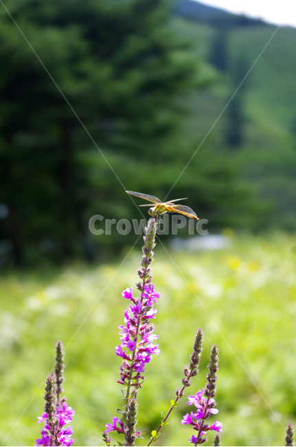 부처꽃,꽃,식물,plant,잠자리,곤충,여름,flower,식물,자연,plants,nature,꽃,flower,곤충,벌레,insect,bug